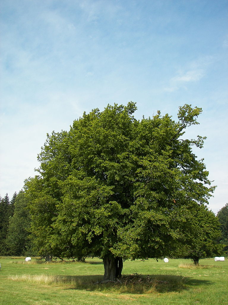 agnbeyki