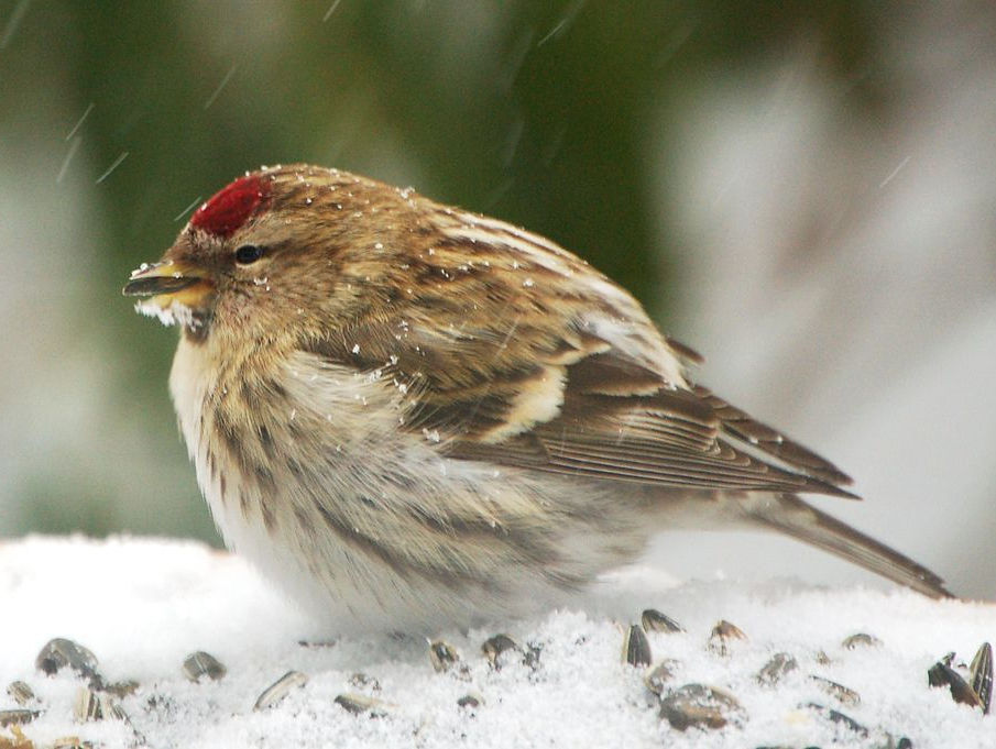 auðnutittlingur