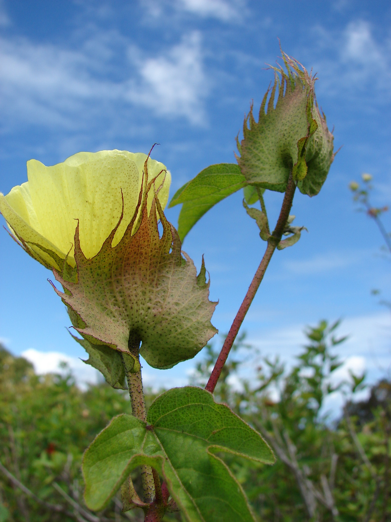 baðmullarplanta