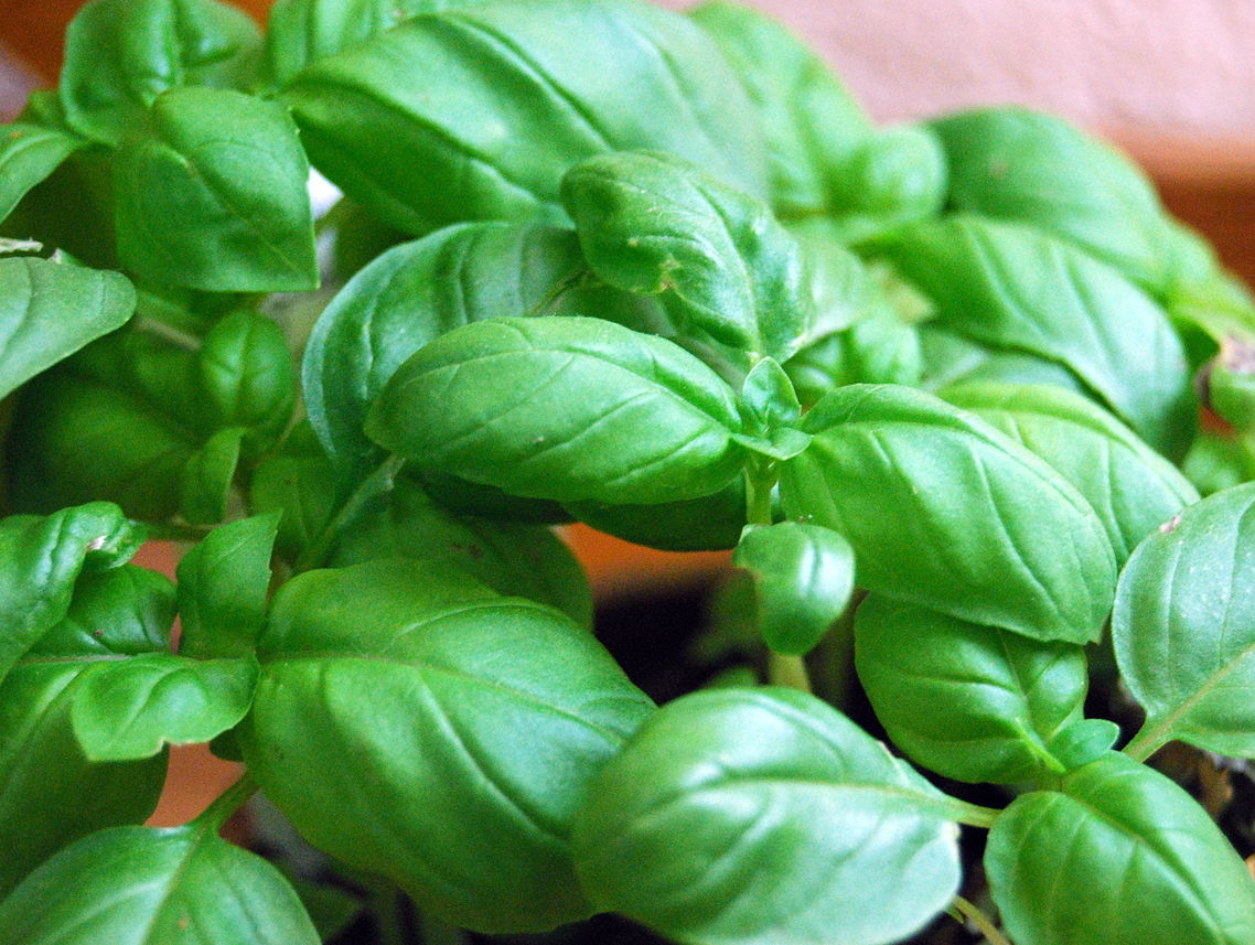 basil