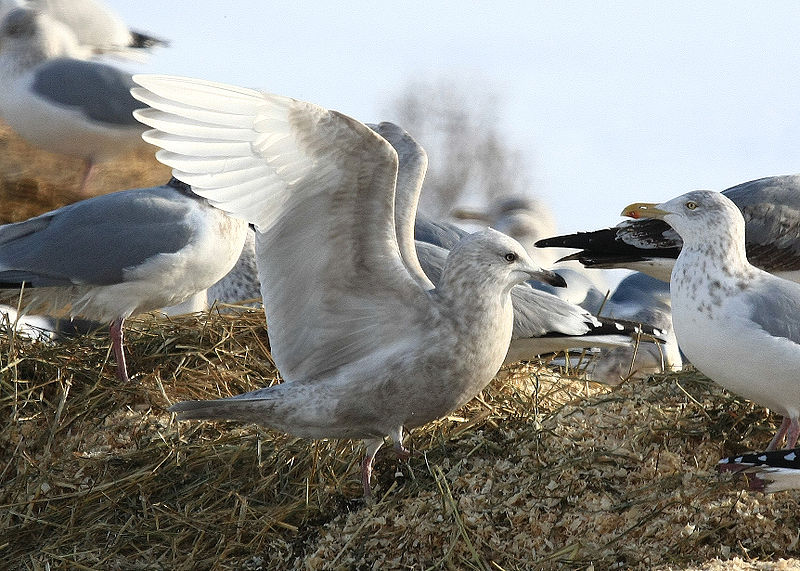 bjartmávur