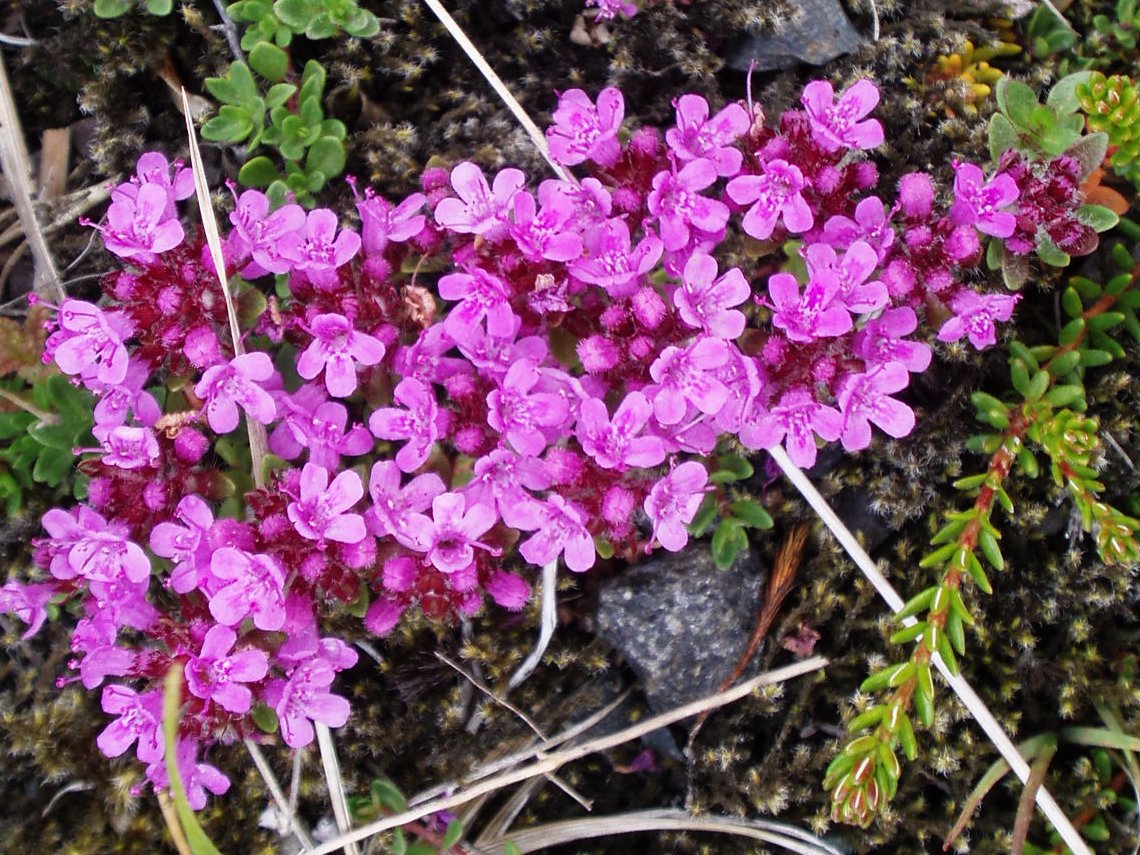 blóðberg