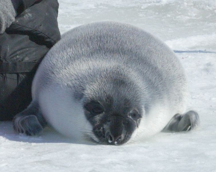 blöðruselur