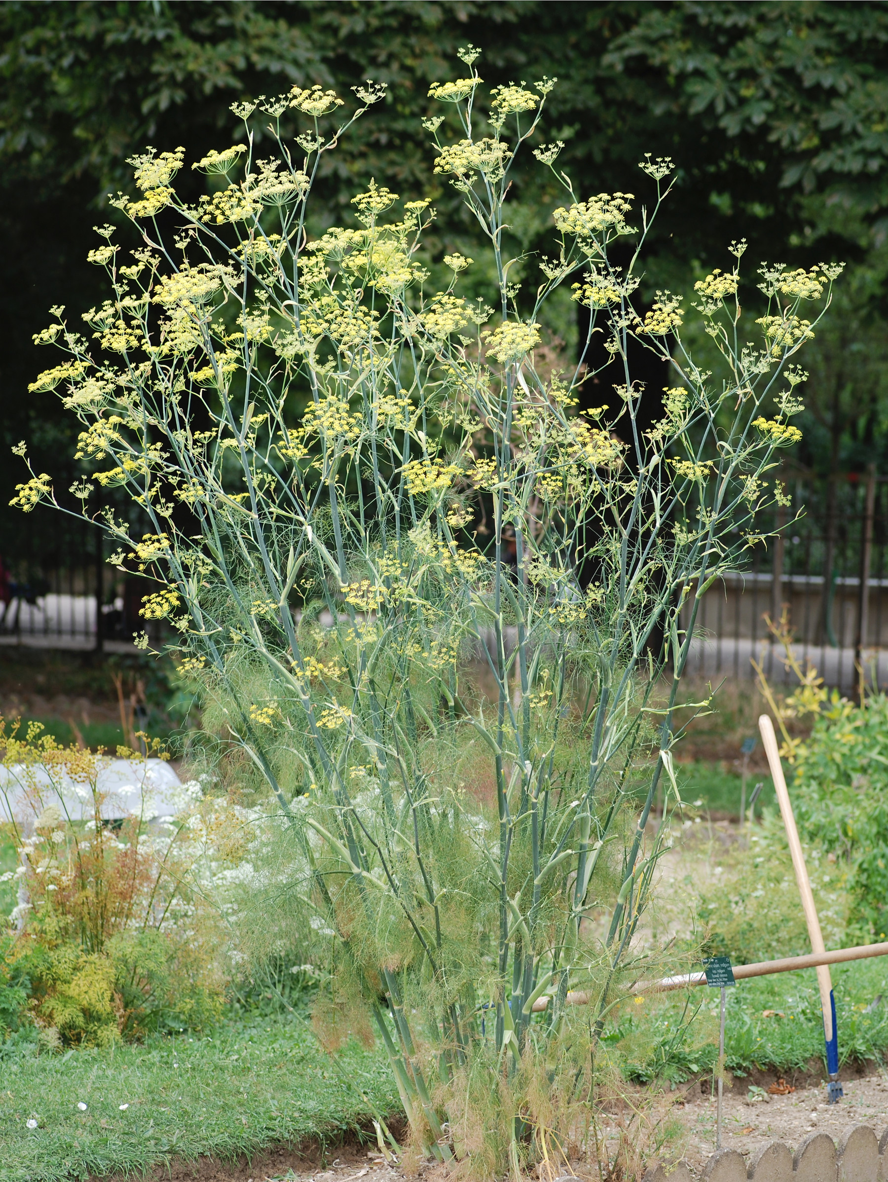 fennel