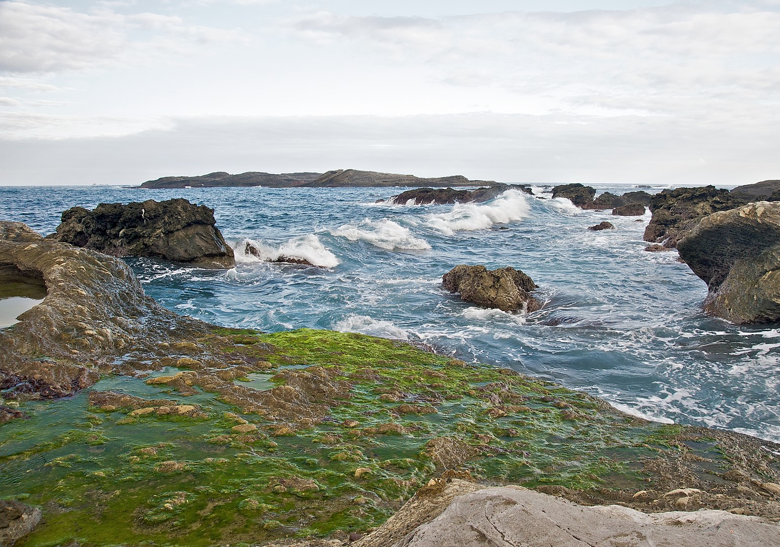 grænþörungur