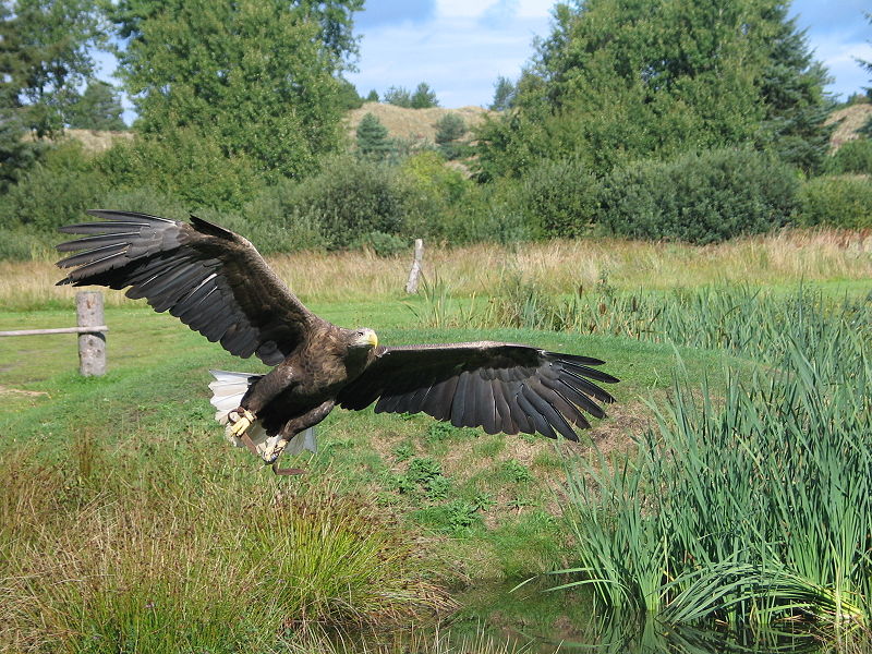 haförn