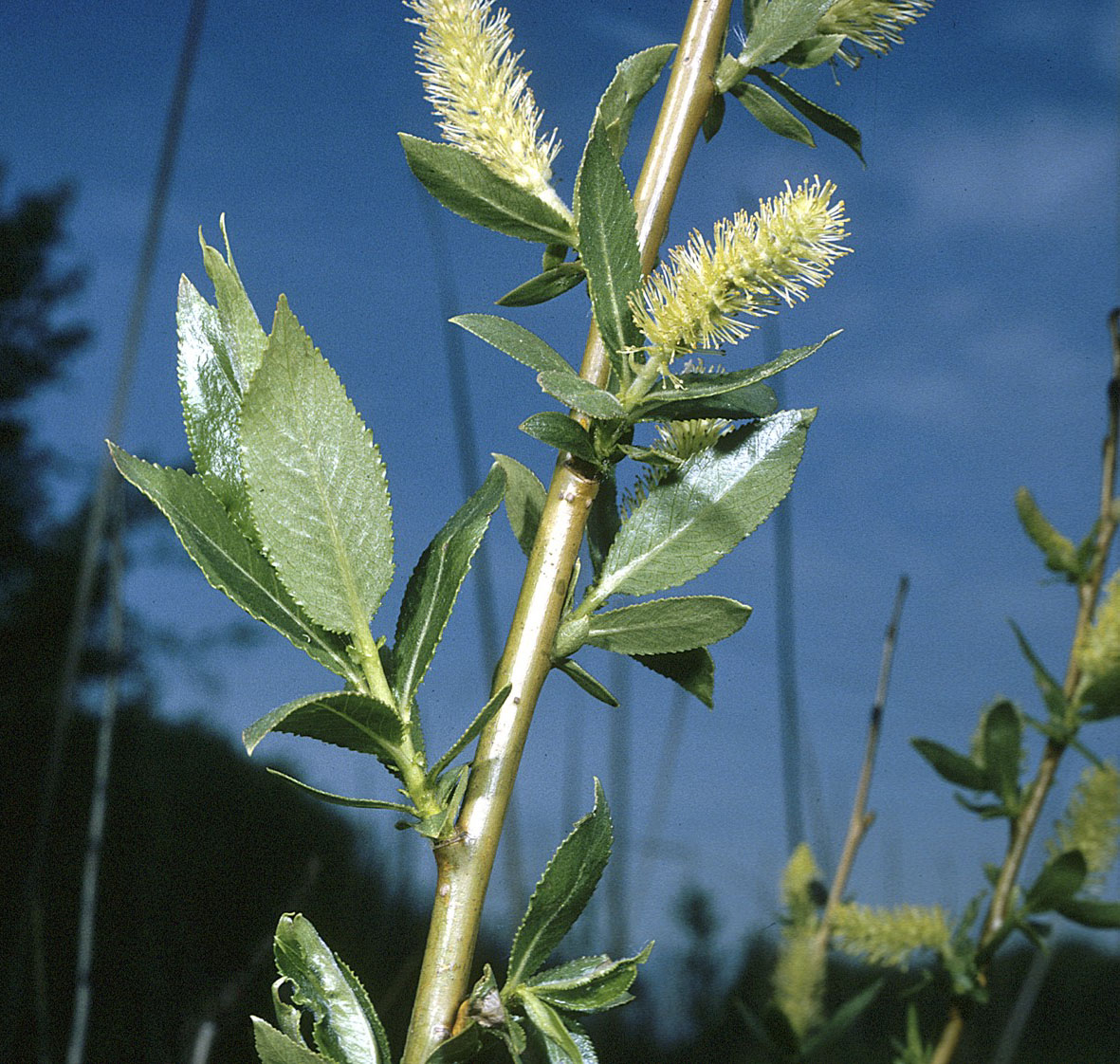 lensuvíðir