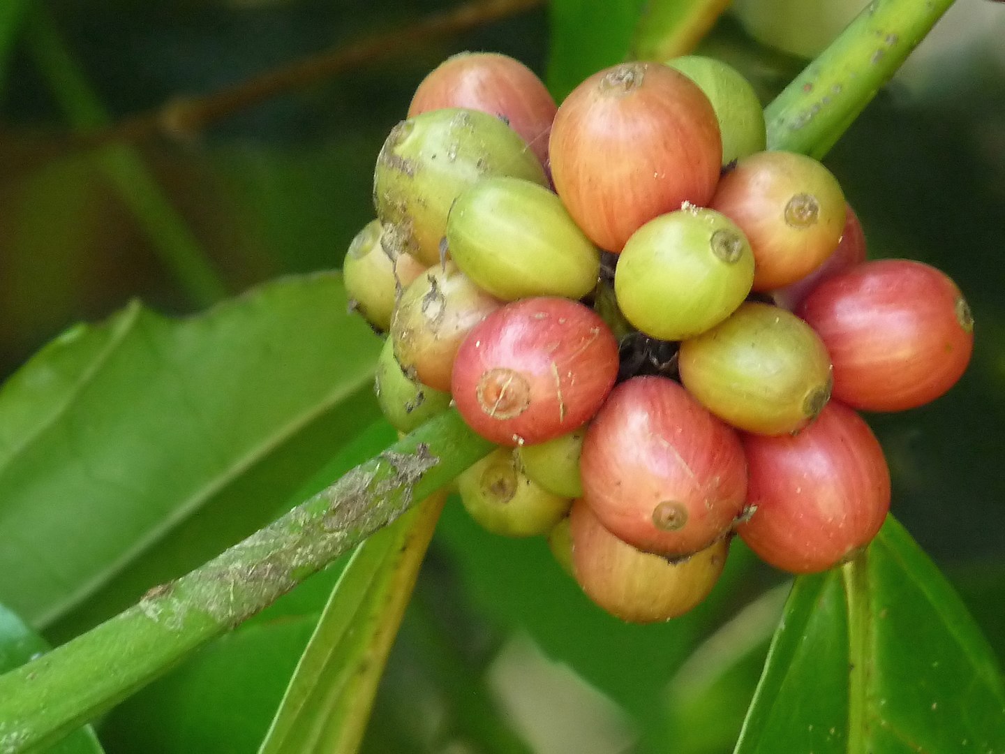 robusta-kaffi