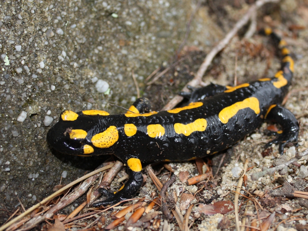 salamandra