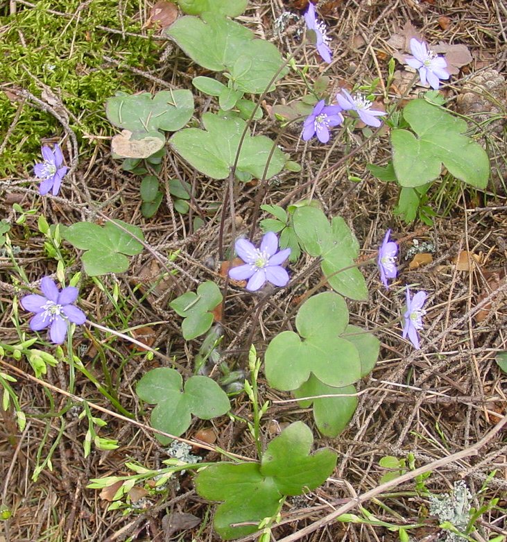 skógarblámi