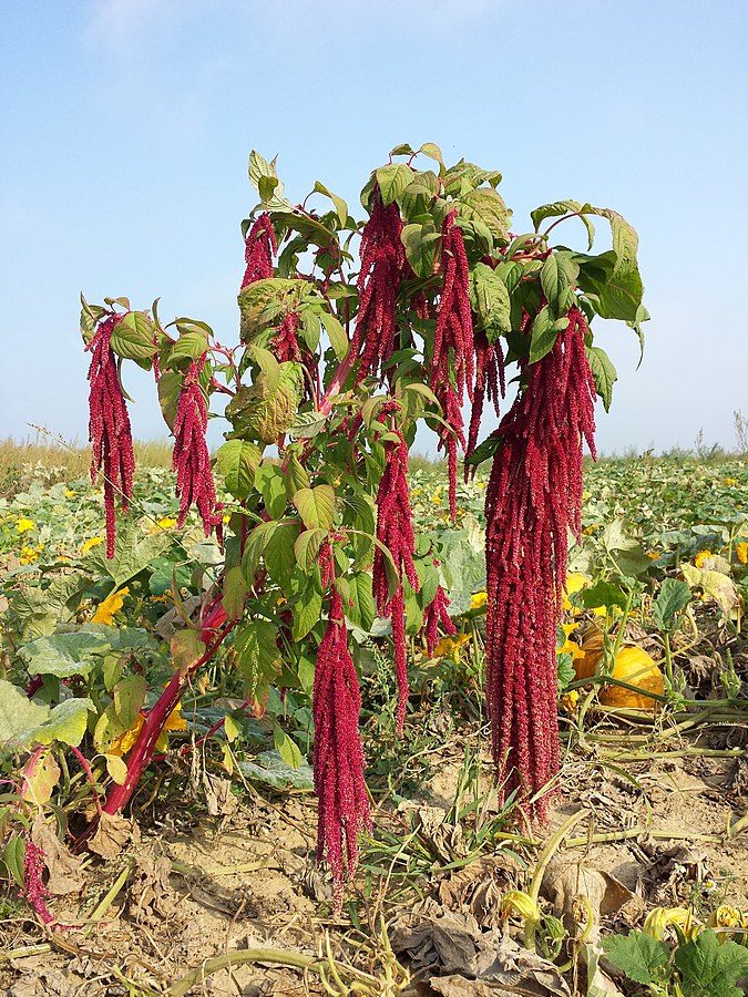 skrauthali