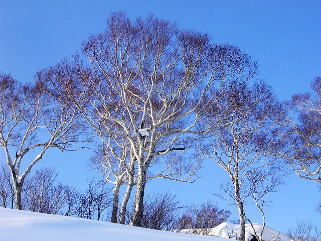 steinbjörk