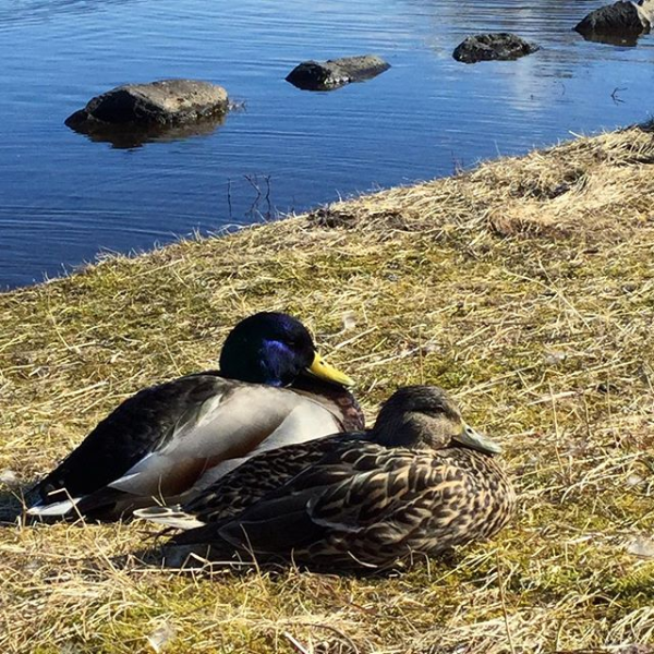 stokkönd