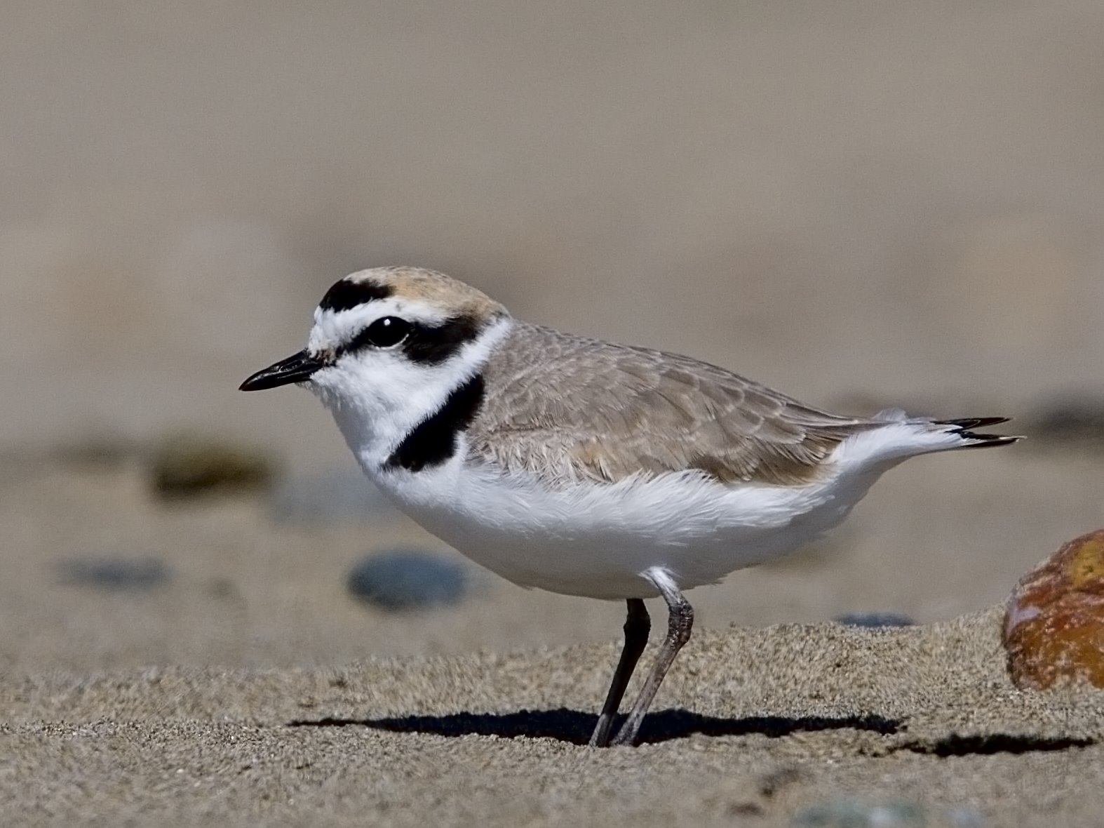 strandlóa