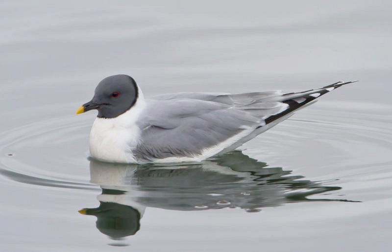 þernumávur