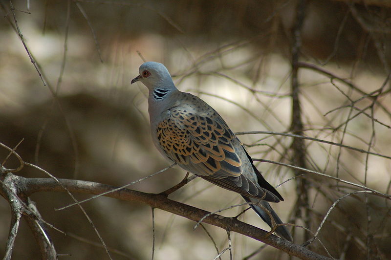 turtildúfa